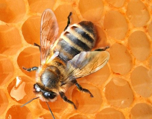 Tegelstickers Honey Bee