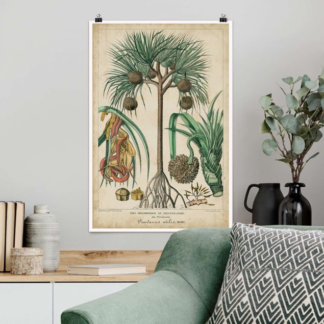 Posters Vintage Board Exotic Palms I