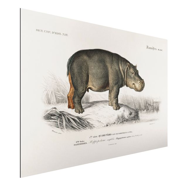 Aluminium Dibond schilderijen Vintage Board Hippo