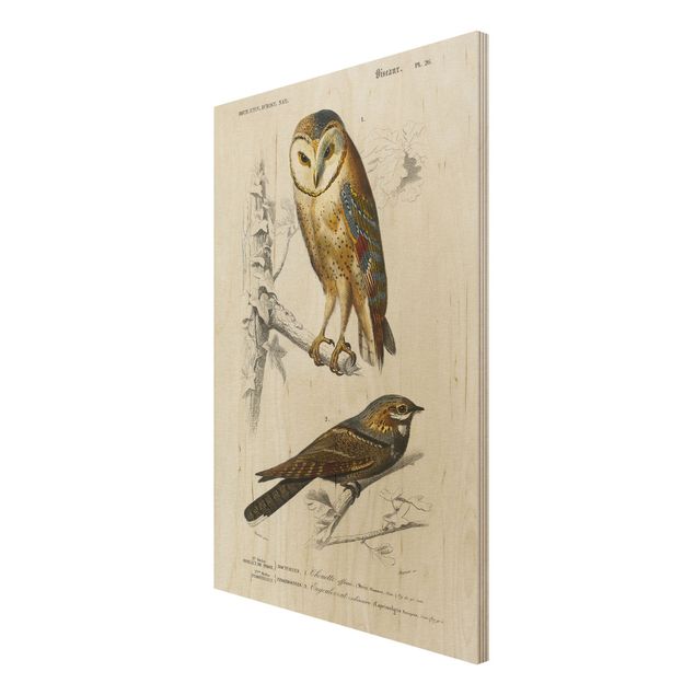 Houten schilderijen Vintage Board Owl And Swallow