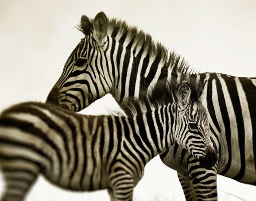 Tegelstickers Zebra Couple