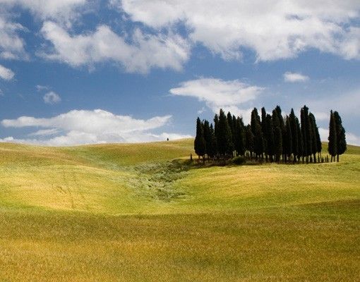 Raamfolie Cypresses In Tuscany