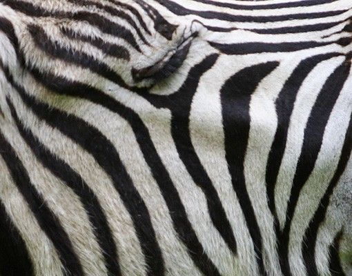 Tegelstickers Roaring Zebra