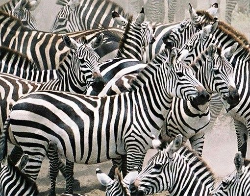 Tegelstickers Zebra Herd