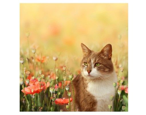 Raamfolie Cat In A Field Of Poppies