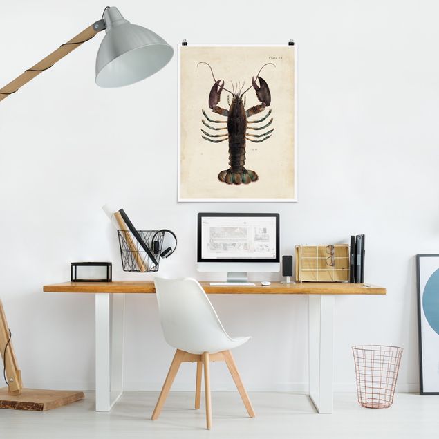Posters Vintage Illustration Lobster