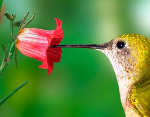 Tegelstickers Hummingbird And Flower