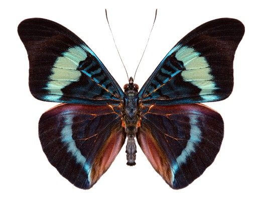 Muurstickers No.423 Lepidoptera