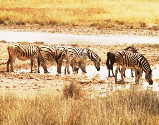 Tegelstickers Zebras' lives
