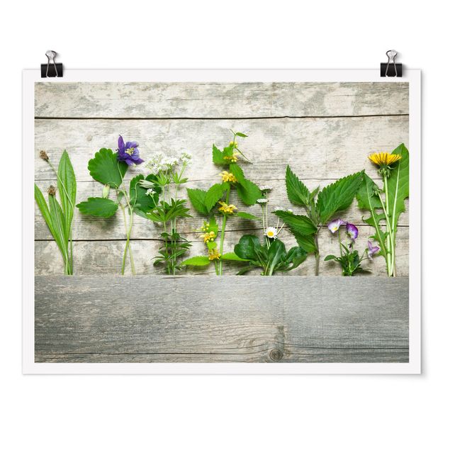 Posters Medicinal and Meadow Herbs
