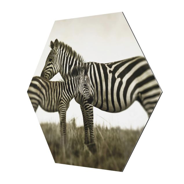 Hexagons Aluminium Dibond schilderijen Zebra Couple
