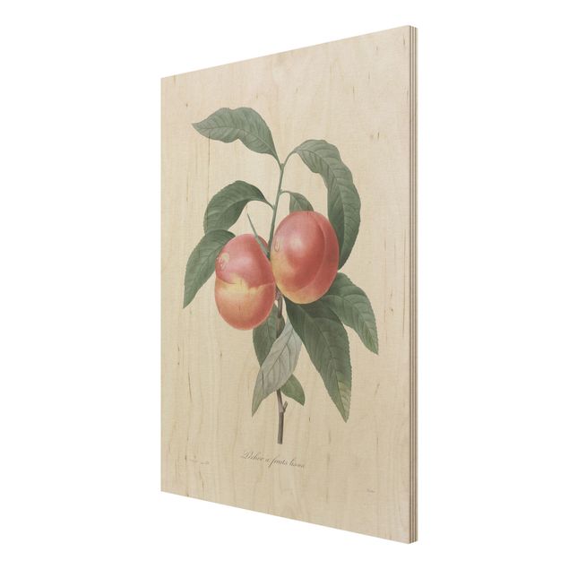Houten schilderijen Botany Vintage Illustration Peach