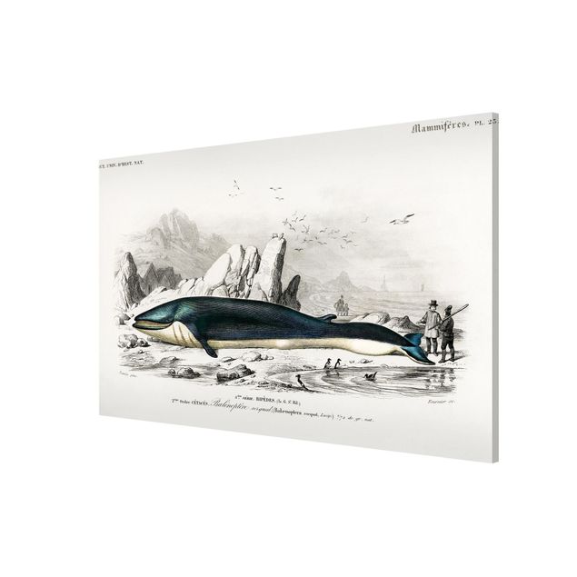 Magneetborden Vintage Board Blue Whale