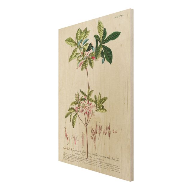 Houten schilderijen Vintage Botanical Illustration Azalea