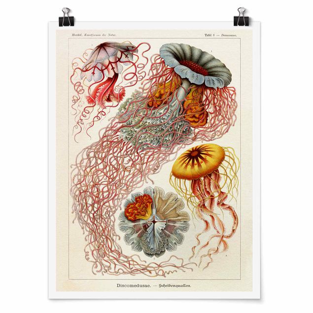 Posters Vintage Board Jellyfish