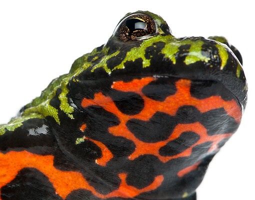 Tegelstickers Fire-bellied Toad
