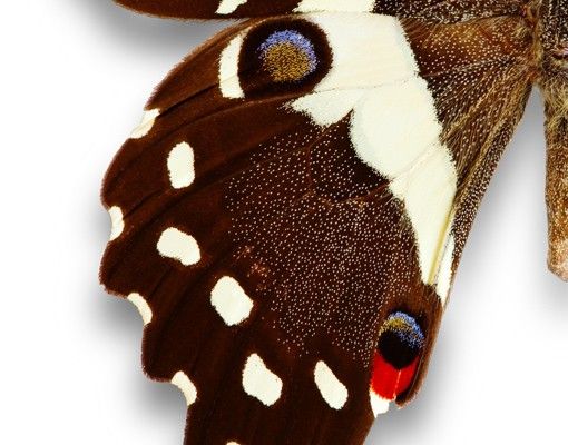 Muurstickers No.447 Nymphalidae In Earth Tones