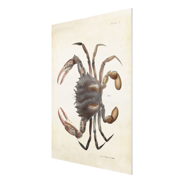 Forex schilderijen Vintage Illustration Crab