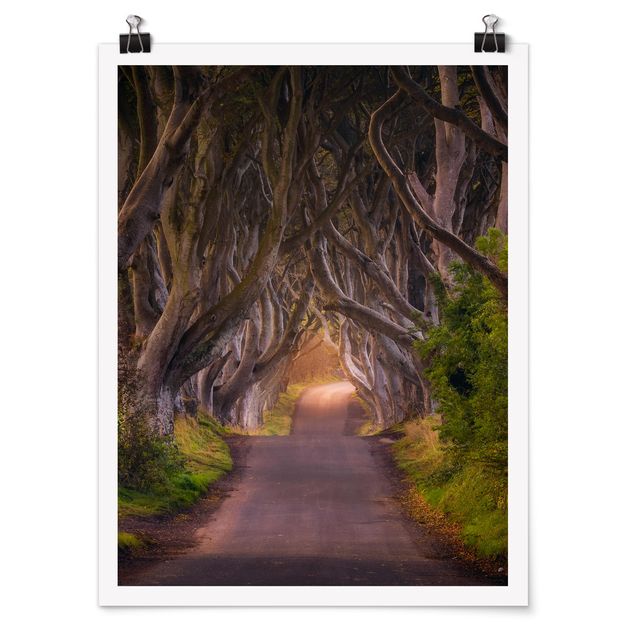 Posters Tunnel Of Trees