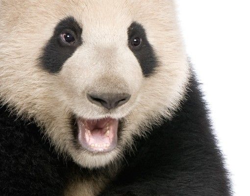 Raamfolie Laughing Panda