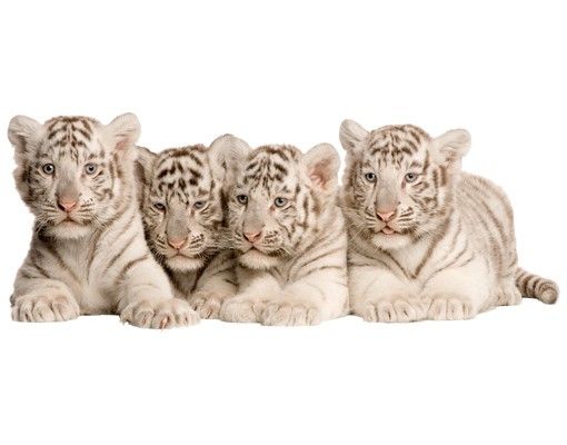 Muurstickers No.504 Bengal Tiger Babies
