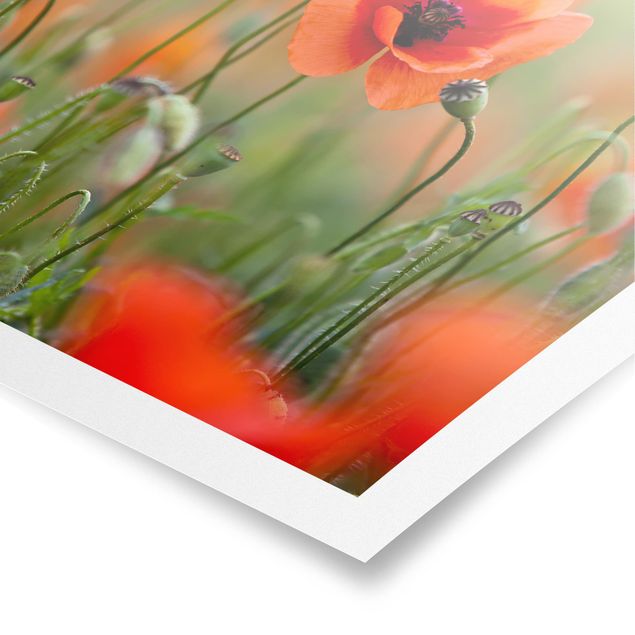 Posters Red Summer Poppy