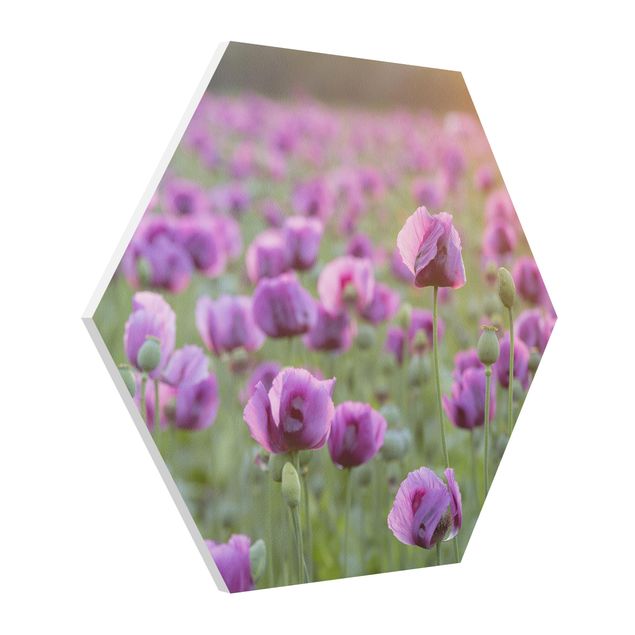 Hexagons Forex schilderijen Purple Poppy Flower Meadow In Spring