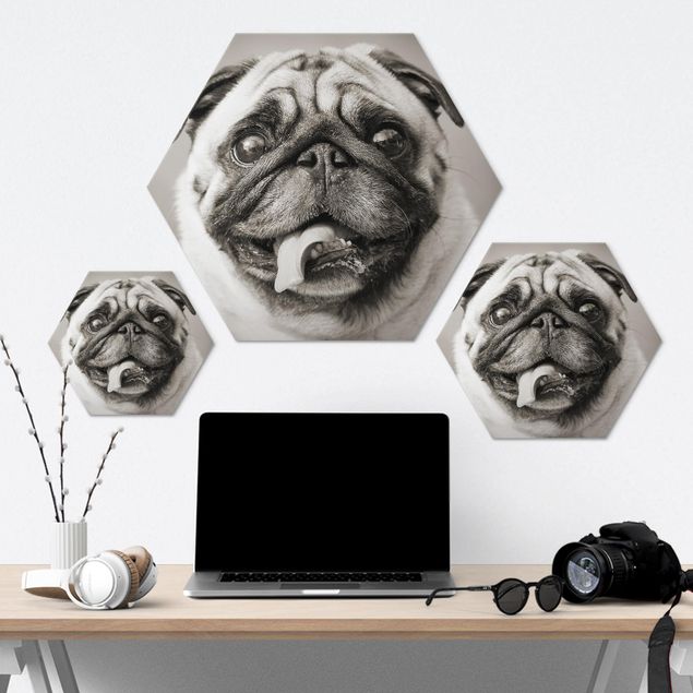 Hexagons Aluminium Dibond schilderijen Funny Pug