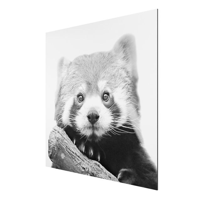 Aluminium Dibond schilderijen Red Panda In Black And White