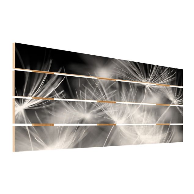 Houten schilderijen op plank Moving Dandelions Close Up On Black Background