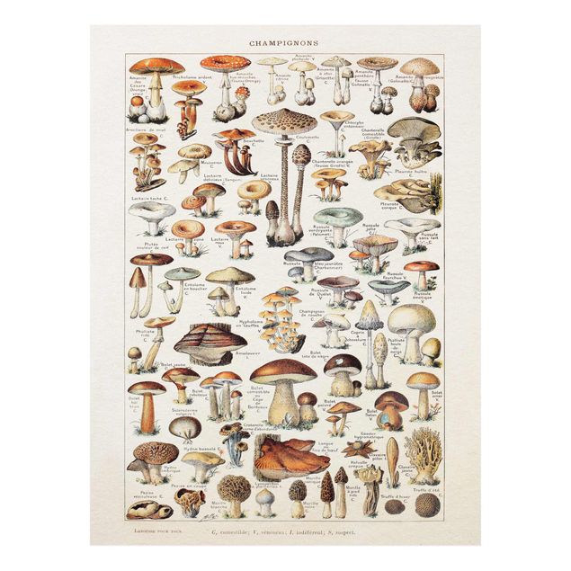 Forex schilderijen Vintage Board Mushrooms