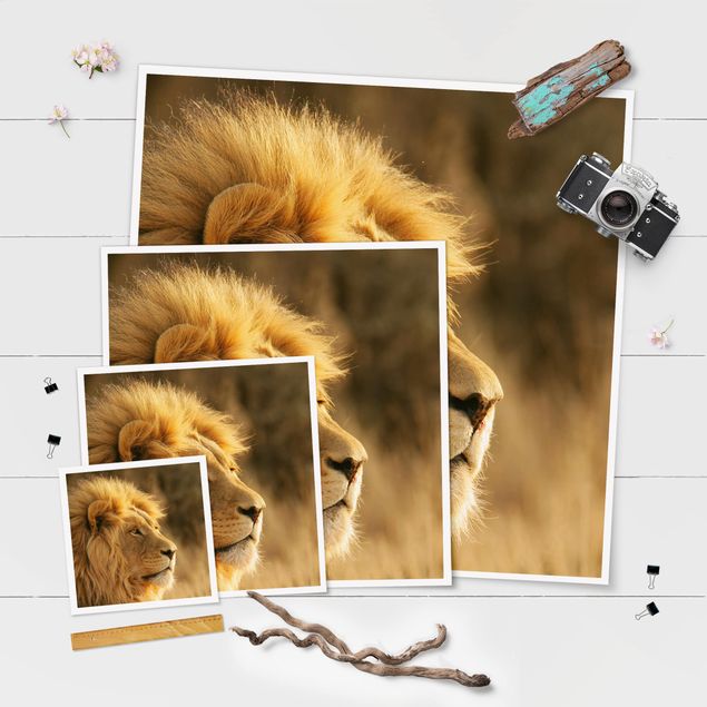 Posters King Lion