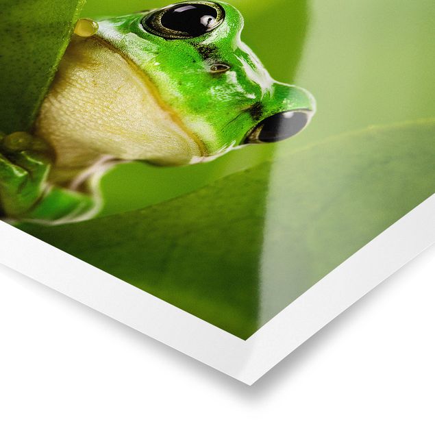 Posters Frog