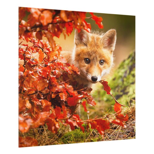 Spatscherm keuken Fox In Autumn