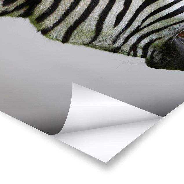 Posters Roaring Zebra