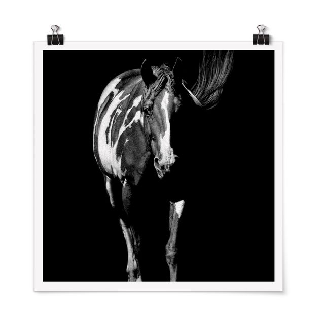 Posters Horse In The Dark