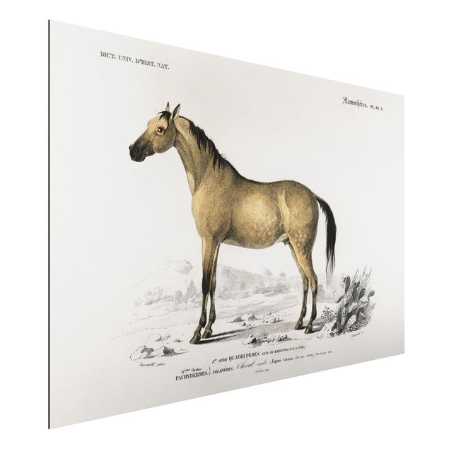 Aluminium Dibond schilderijen Vintage Board Horse