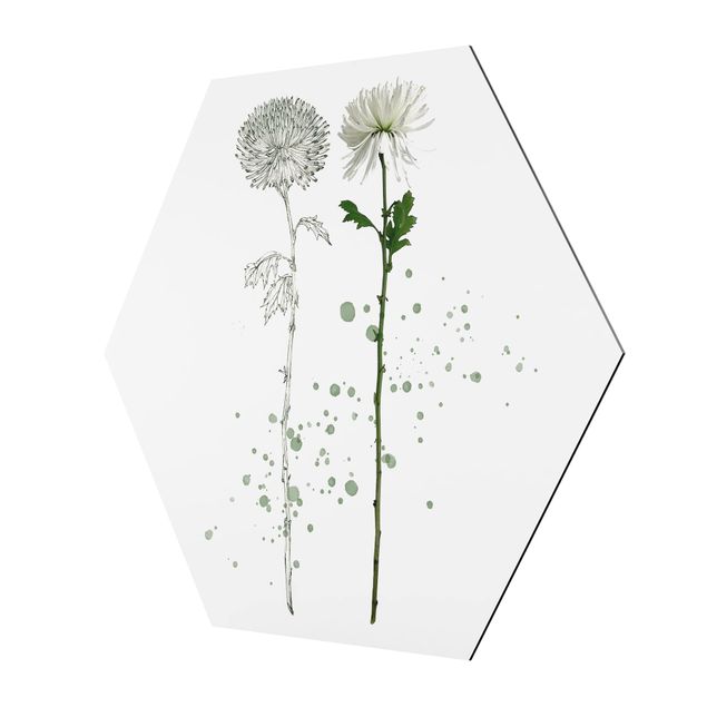 Hexagons Aluminium Dibond schilderijen Botanical Watercolour - Dandelion