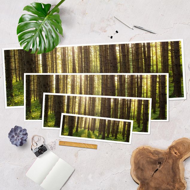 Posters Sun Rays In Green Forest