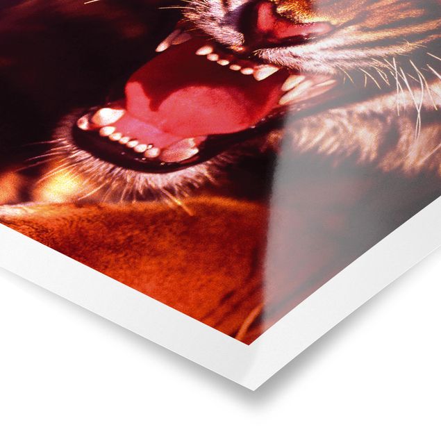 Posters Wild Tiger