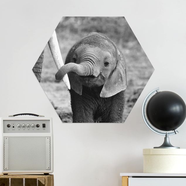 Hexagons Aluminium Dibond schilderijen Baby Elephant