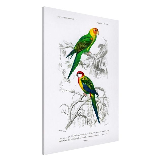 Magneetborden Vintage Wall Chart Two Parrots Green Red
