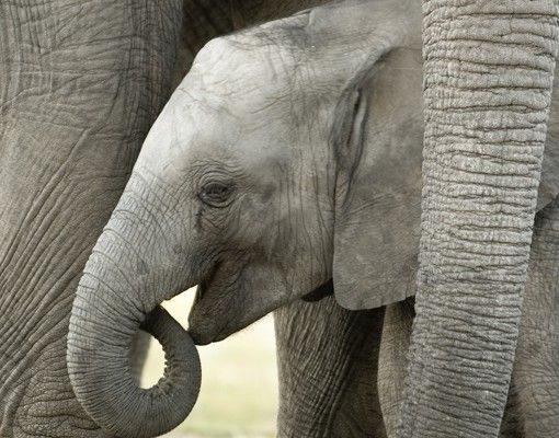 Tegelstickers Elephant Love