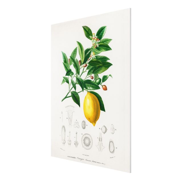 Forex schilderijen Botany Vintage Illustration Of Lemon