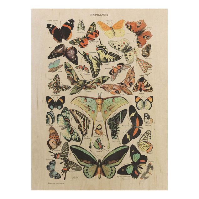 Houten schilderijen Vintage Board Butterflies And Moths