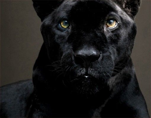 Tegelstickers Black Puma