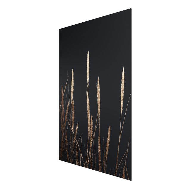 Aluminium Dibond schilderijen Graphical Plant World - Golden Reed