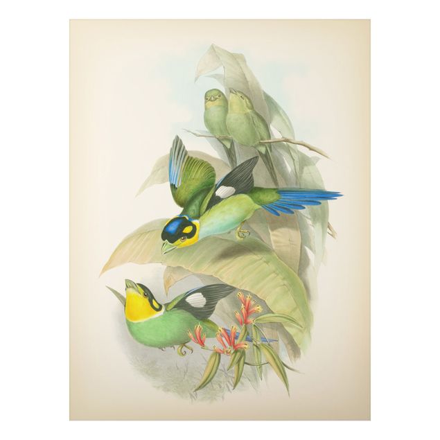 Aluminium Dibond schilderijen Vintage Illustration Tropical Birds