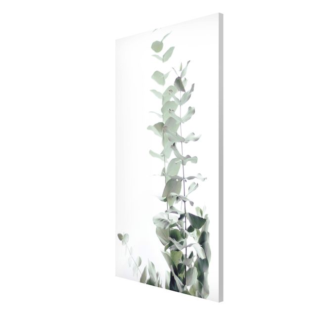 Magneetborden Eucalyptus In White Light