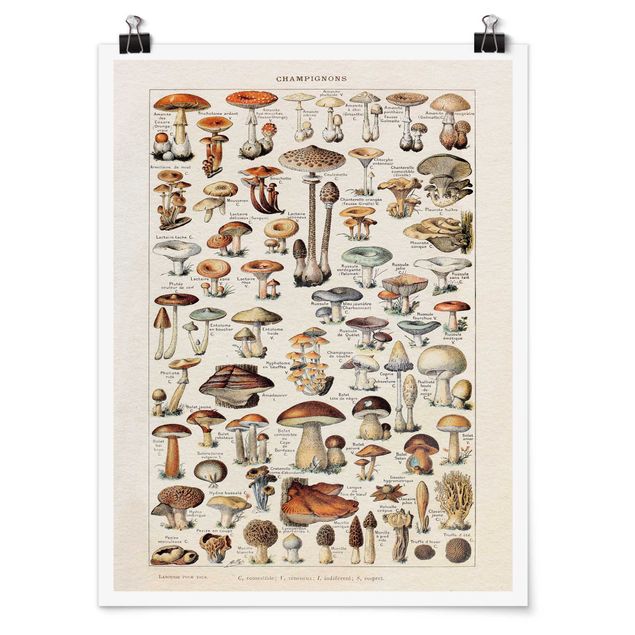 Posters Vintage Board Mushrooms